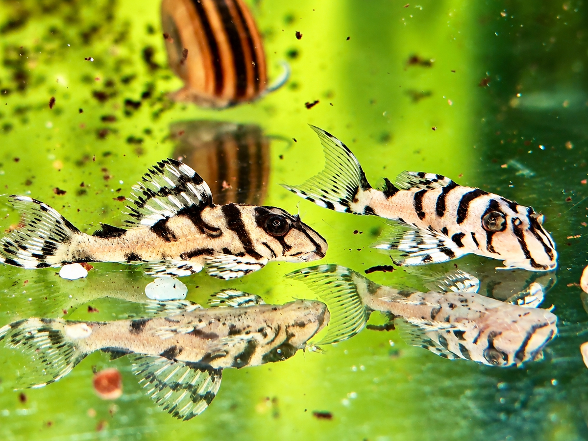 L236 super White Ausnahmen Hypancistrus