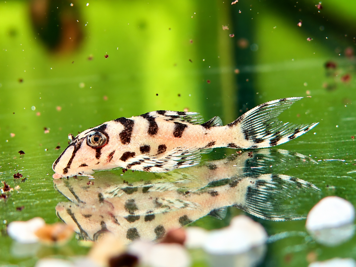 L236 super White Ausnahmen Hypancistrus