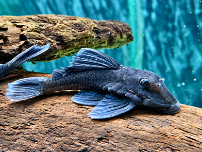 L239 Blauer Zwergharnischwels Baryancistrus beggini 5-7 cm