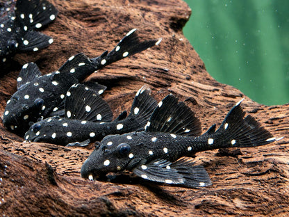 L240 Segelflossen Rüsselzahnwels Leporacanthicus ca. 5-6 cm