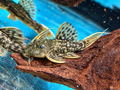 L24 NZ Rotflossen Kaktuswels Pseudacanthicus pitanga 4,5-5 cm