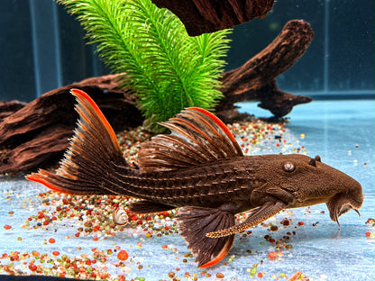 L24 Rotflossen Kaktuswels Pseudacanthicus pitanga 23-25cm