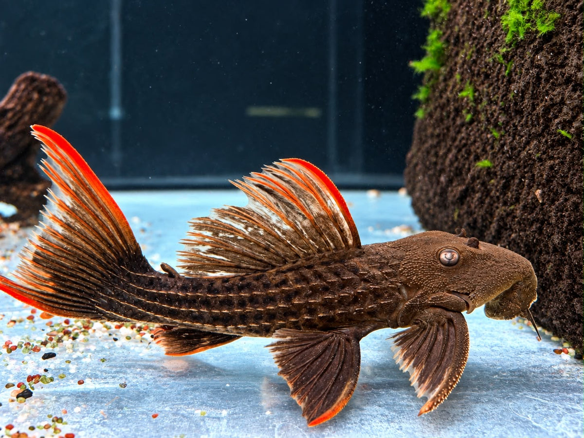 L24 Rotflossen Kaktuswels Pseudacanthicus pitanga 23-25cm