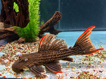 L24 Rotflossen Kaktuswels Pseudacanthicus pitanga 23-25cm