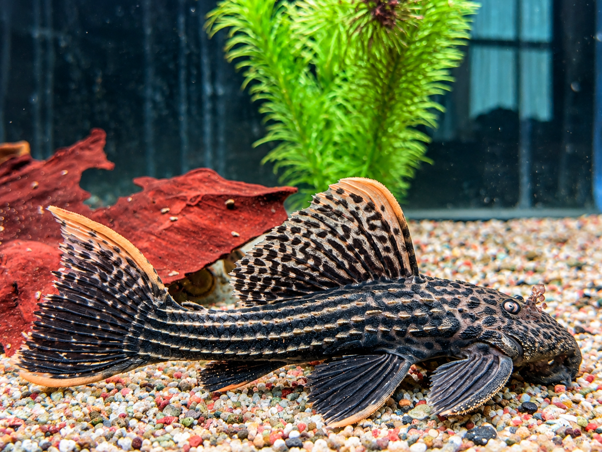 L25 Rotflossen Kaktuswels Pseudoacanthicus pirarara 23-25 cm