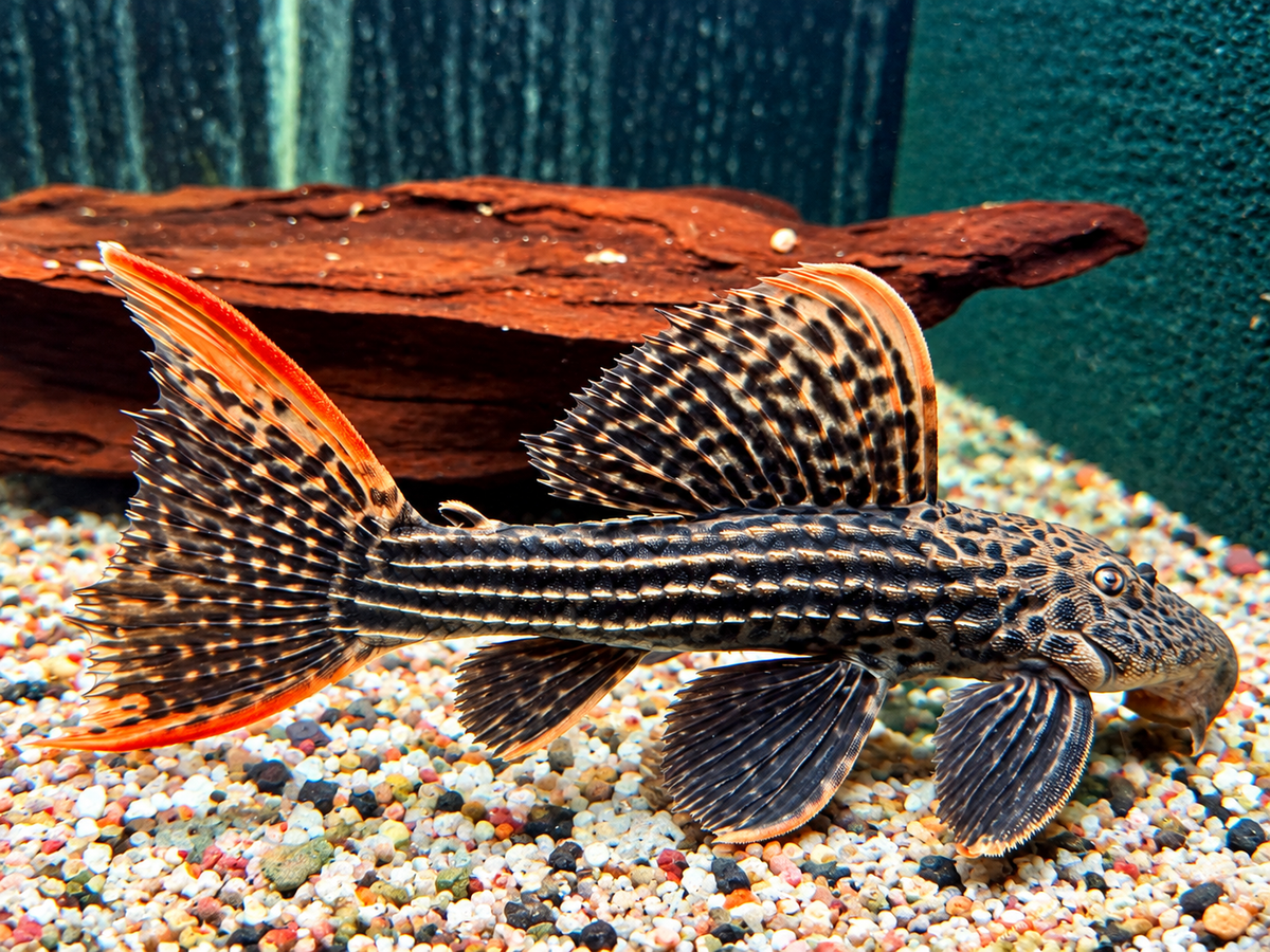 L25 Rotflossen Kaktuswels Pseudoacanthicus pirarara 23-25 cm