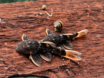 L25 Rotflossen Kaktuswels Pseudoacanthicus pirarara 3-4 cm  NZ