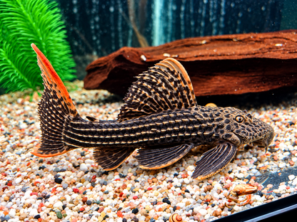 L25 Rotflossen Kaktuswels Pseudoacanthicus pirarara 23-25 cm