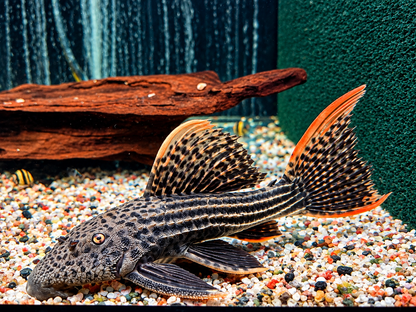 L25 Rotflossen Kaktuswels Pseudoacanthicus pirarara 23-25 cm