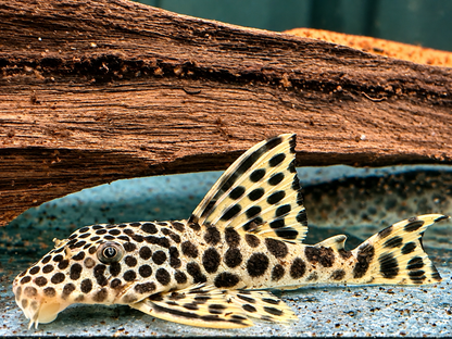 L75 Ancistomus cf. sabaji Leopard Trugschilderwels 7-8 cm