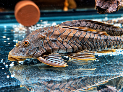 L95a Black Tannenzapfenwels Pseudorenilepis genibarbis ca. 12-15 cm