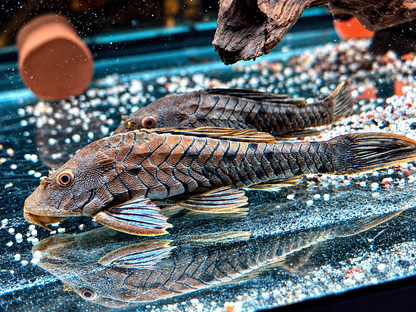 L95a Black Tannenzapfenwels Pseudorenilepis genibarbis ca. 12-15 cm