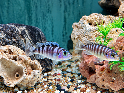 Lambardoi Maulbrüter Pseudotropheus lombardoi