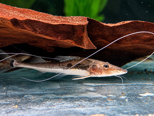 Langschwanz Spatelwels Platysilurus mucosus  10 cm