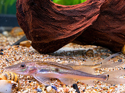 Langschwanz Spatelwels Platysilurus mucosus  10 cm