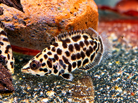Leopard Buschfisch Ctenopoma acutirostre 5-6 cm