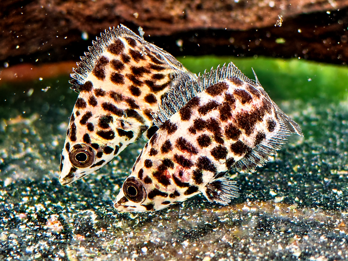 Leopard Buschfisch Ctenopoma acutirostre 3-4 cm