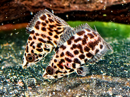 Leopard Buschfisch Ctenopoma acutirostre 3-4 cm