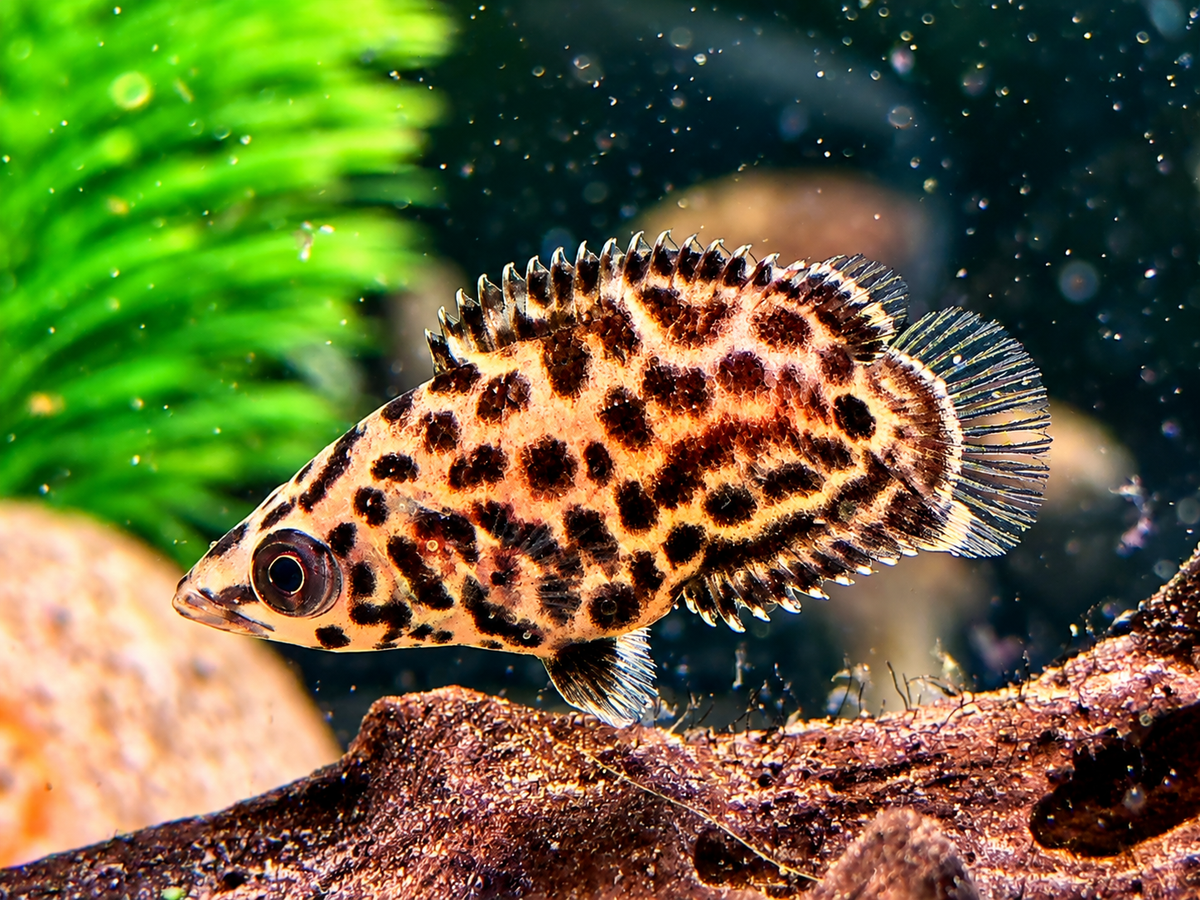Leopard Buschfisch Ctenopoma acutirostre 3-4 cm