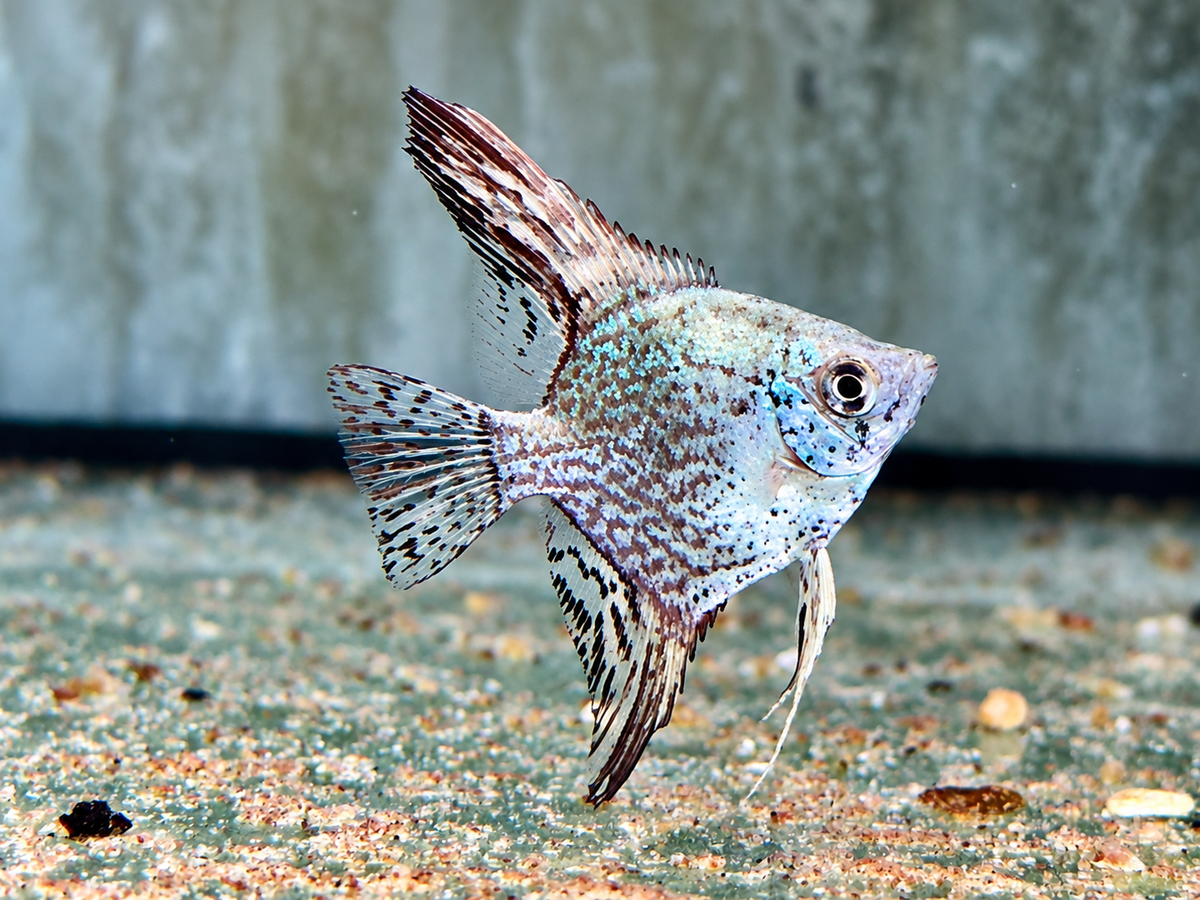 Leopard Skalar Pterophyllum scalare