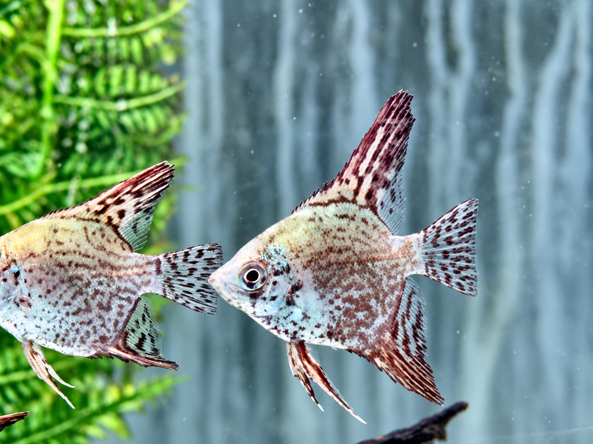 Leopard Skalar Pterophyllum scalare