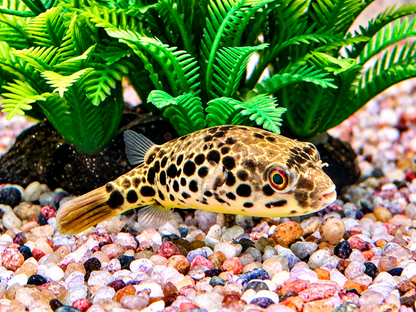 Leopardkugelfisch Tetraodon schoutedeni