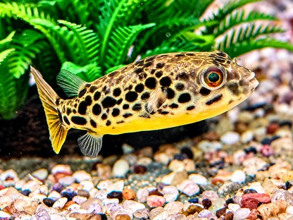 Leopardkugelfisch Tetraodon schoutedeni