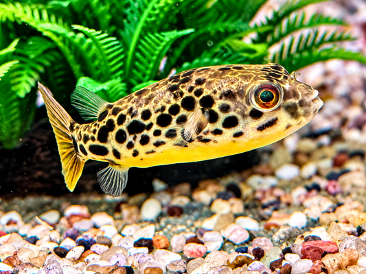 Leopardkugelfisch Tetraodon schoutedeni