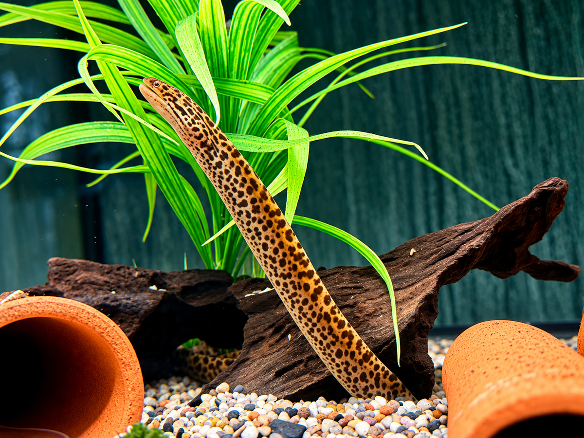 Leopardmuräne Gymnothorax polyuranodon