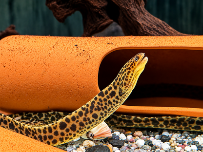 Leopardmuräne Gymnothorax polyuranodon