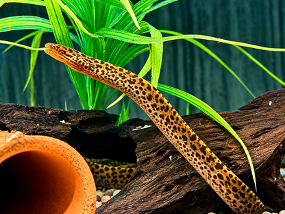 Leopardmuräne Gymnothorax polyuranodon
