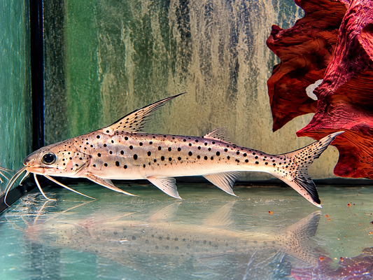 Lince Catfish Platynematichthys notatus 20-22 cm