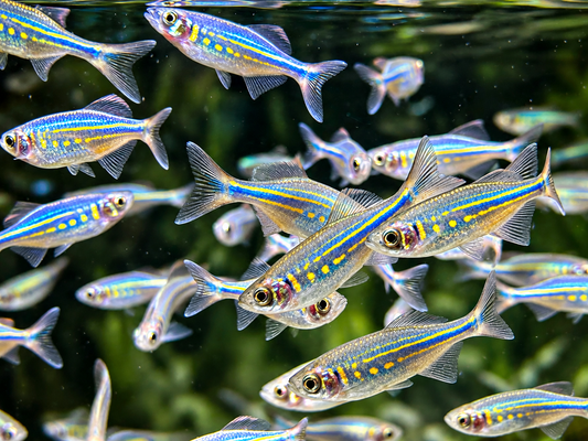 Malabarbärbling Danio malabaricus