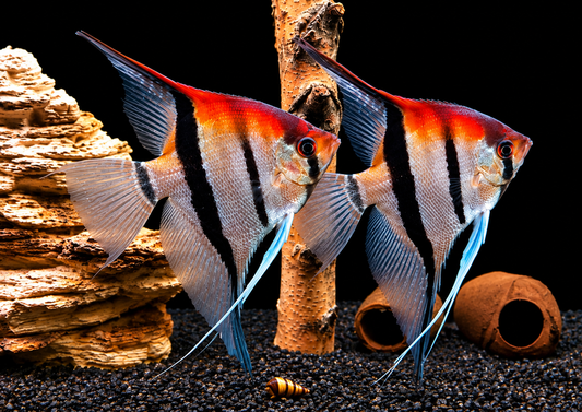 Manacapuru Rotrücken Skalar Pterophyllum scalare