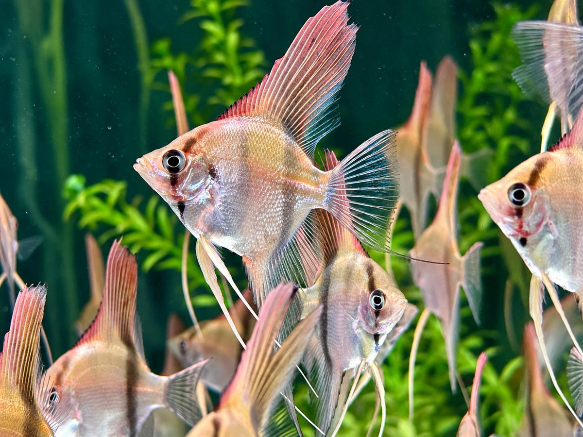 Manacapuru Rotrücken Skalar Pterophyllum scalare