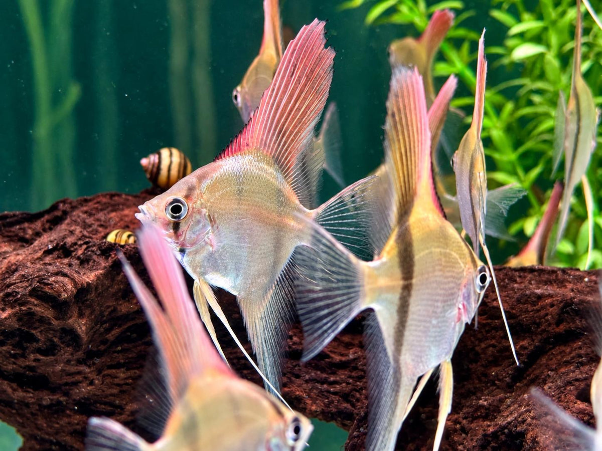Manacapuru Rotrücken Skalar Pterophyllum scalare