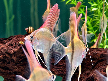 Manacapuru Rotrücken Skalar Pterophyllum scalare