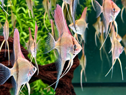 Manacapuru Rotrücken Skalar Pterophyllum scalare