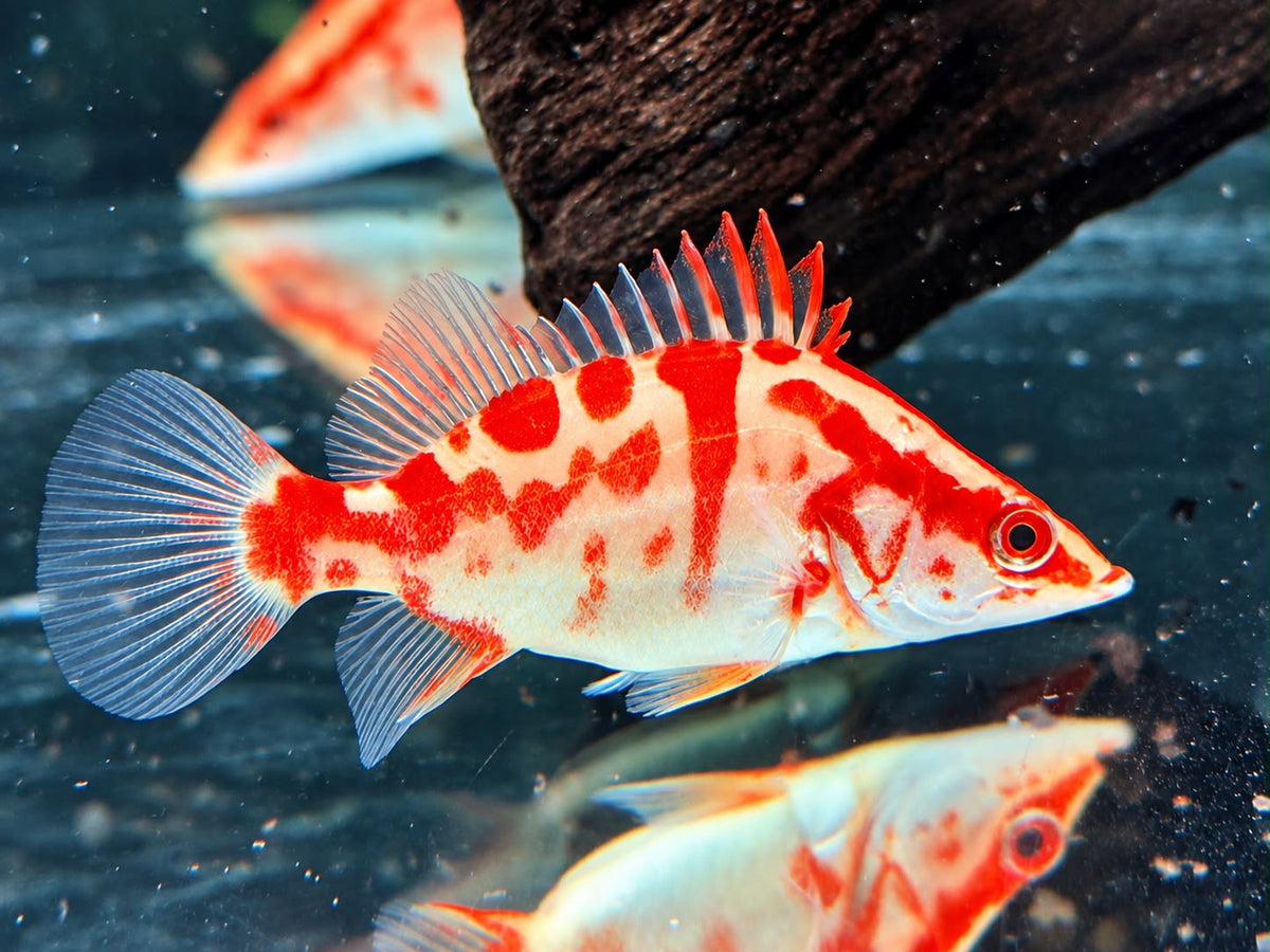Mandarinfisch Albino Red Siniperca chuatsi 7-9 cm