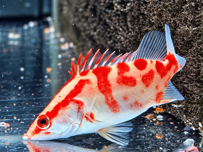 Mandarinfisch Albino Red Siniperca chuatsi 7-9 cm