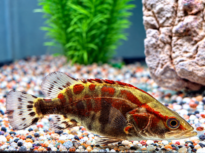 Mandarinfisch Siniperca chuatsi 8-9 cm