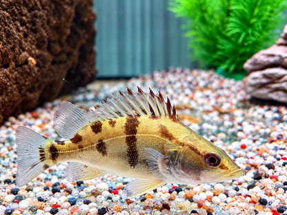 Mandarinfisch Siniperca chuatsi 8-9 cm