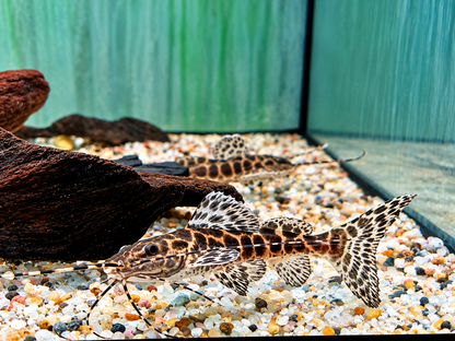 Marmor Prachtantennenwels Leiarius marmoratus
