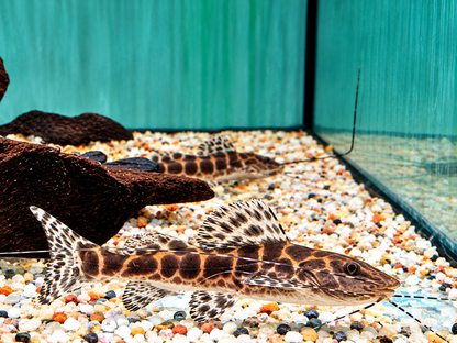 Marmor Prachtantennenwels Leiarius marmoratus