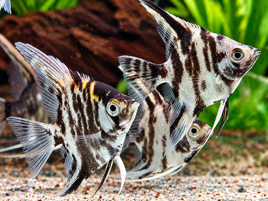 Marmor Skalar Pterophyllum scalare