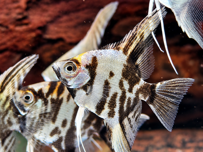 Marmor Skalar Pterophyllum scalare