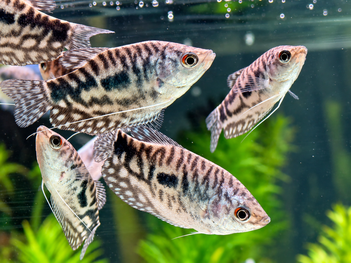 Marmorfadenfisch Trichogaster trichopterus