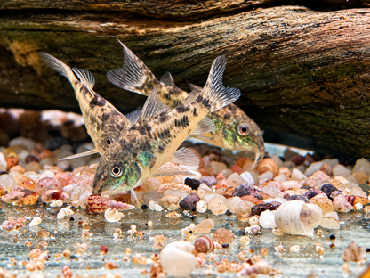 Marmorierter Panzerwels Corydoras paleatus 3,5-4 cm