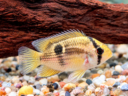 Maroni Buntbarsch Aequidens Cleithracara maronii