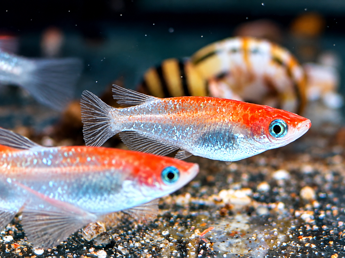 Medaka Reisfisch Kohaku Oryzias latipes